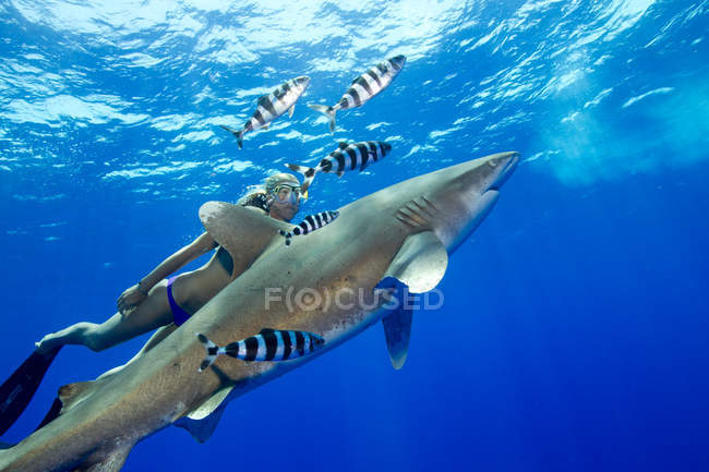 Mujer nadando con tiburón oceánico blanco con peces rayados bajo el agua - foto de stock