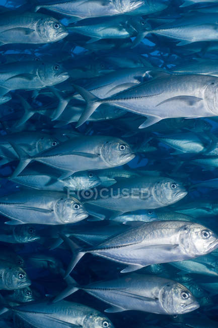 Group of schooling fish under water — Stock Photo