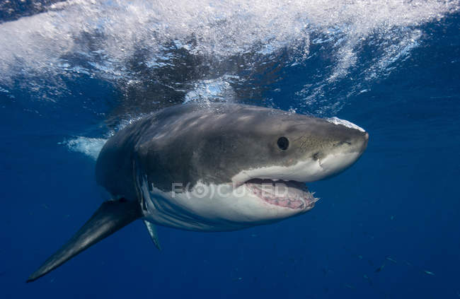 Gran tiburón blanco flotando bajo el agua - foto de stock