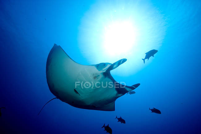 Manta ray natação sob água azul — Fotografia de Stock