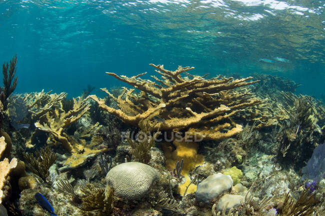 Campo de Elkhorn Caraíbas corais de construção de recifes em água do mar azul — Fotografia de Stock
