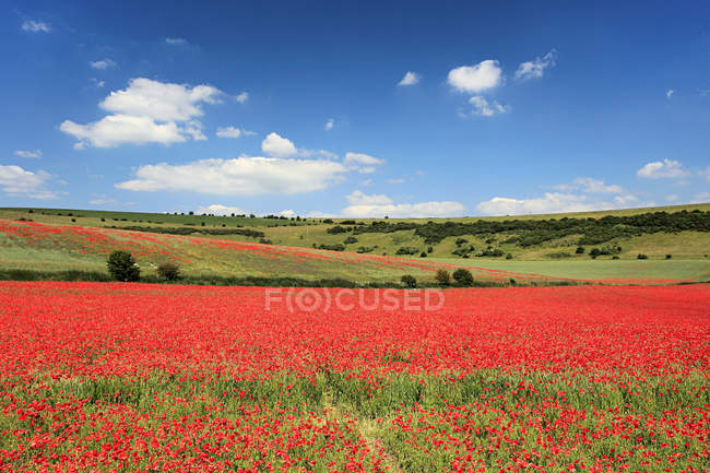 Poppy field with green hills and blue cloudy sky — Stock Photo