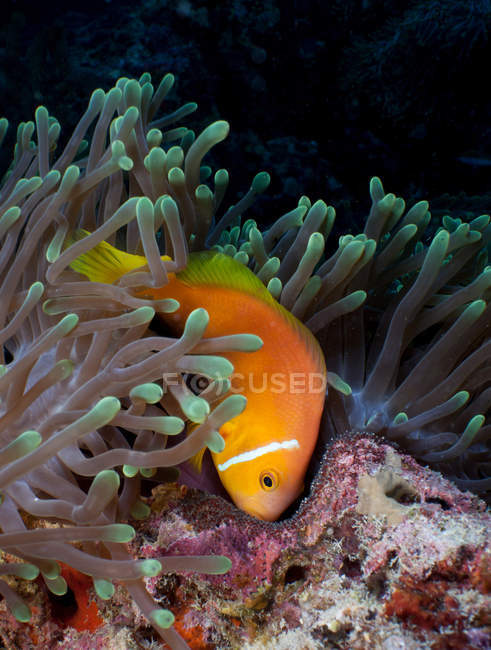 Clownfish scolarizzazione vicino impianto anemone sott'acqua — Foto stock