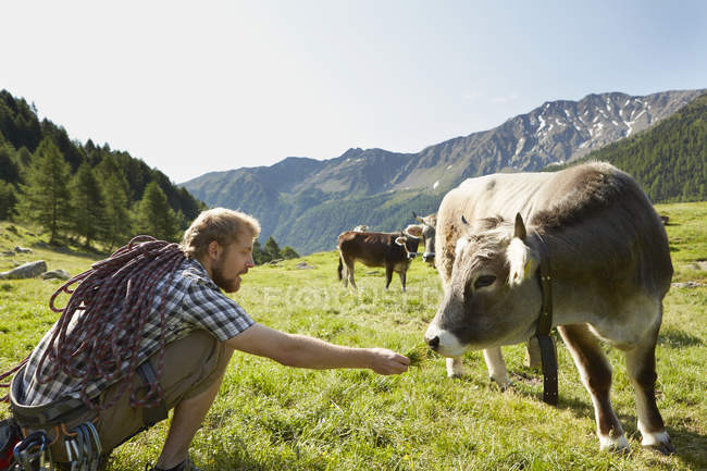 Jovem alpinista do sexo masculino alimentando grama para vaca, Val Senales, Tirol do Sul, Itália — Fotografia de Stock