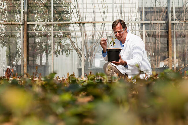 Homme inspectant les plants en pépinière — Photo de stock