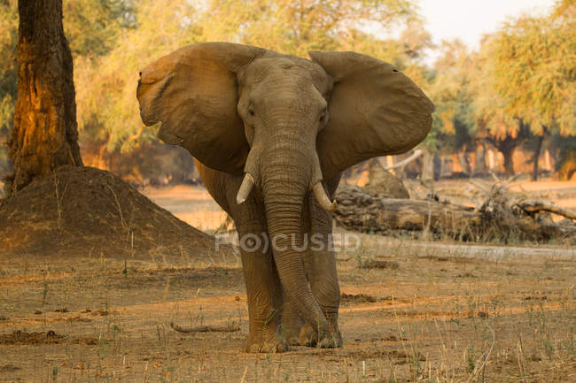Porträt eines Elefantenbullen mit Einschussloch in der Stirn, Mana Pools Nationalpark, Zimbabwe — Stockfoto