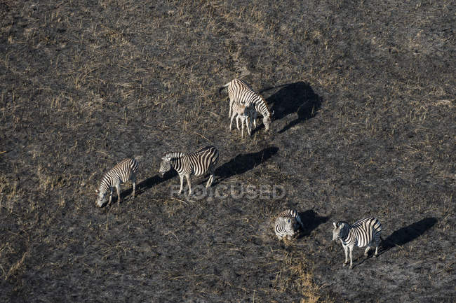 Veduta aerea del branco di zebre di Burchell, delta dell'Okavango, Botswana — Foto stock