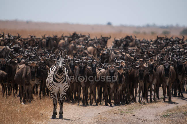 Зебра возглавляет сотни гну во время ежегодной миграции через реку Мара, между Танзанией и Кенией — стоковое фото