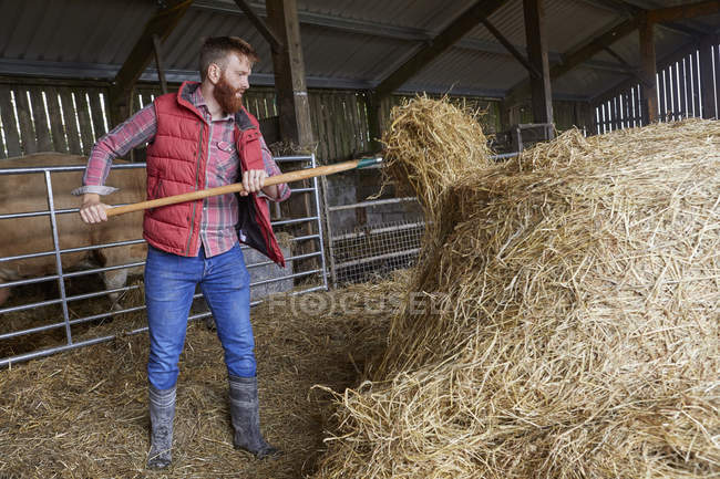 Homme dans une grange pelletant du foin — Photo de stock
