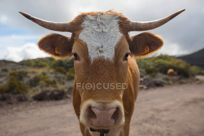 Retrato de vaca en pista de tierra, Isla Reunión - foto de stock