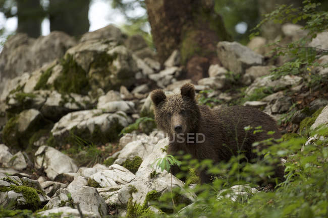 Ritratto di cucciolo d'orso bruno nella foresta, Markovec, Slovacchia — Foto stock