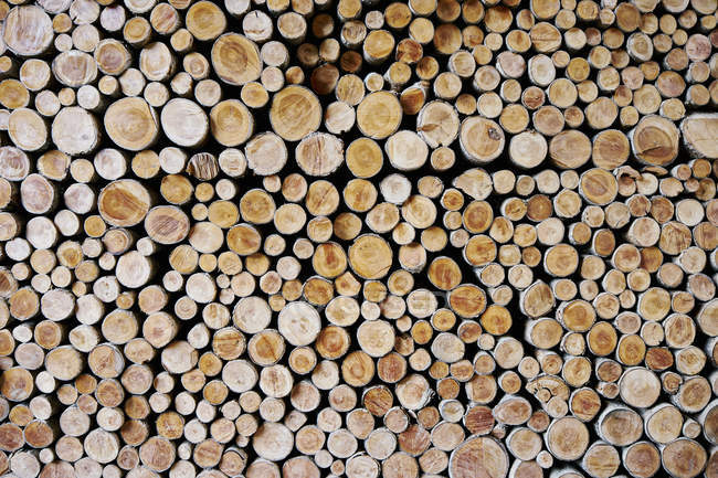 Vollbild eines großen Stapels von Baumstämmen — Stockfoto