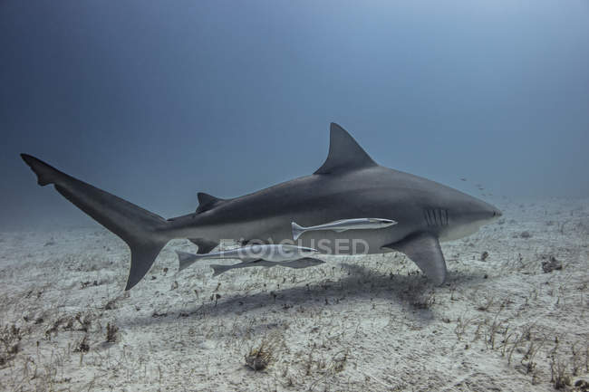 Underwater view of shark swimming with small fish — Stock Photo