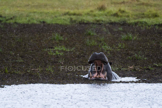 Hippopotame avec embouchure ouverte dans la rivière, concession Khwai, delta de l'Okavango, Botswana — Photo de stock