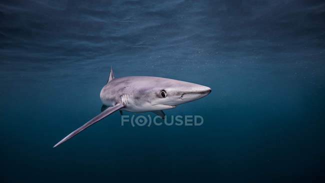 Голубая акула плавает под водой — стоковое фото