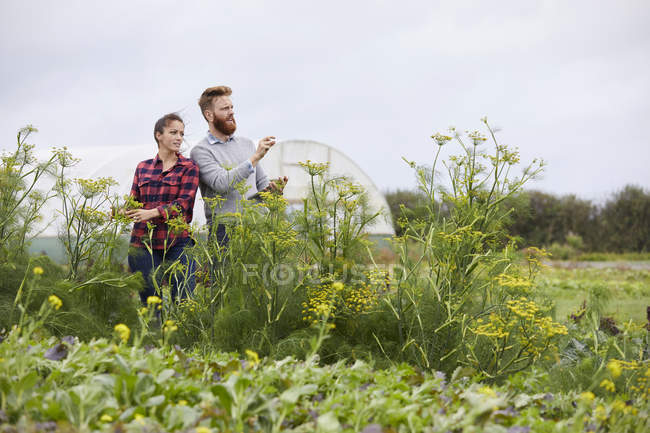 Couple on farmland using digital tablet — Stock Photo