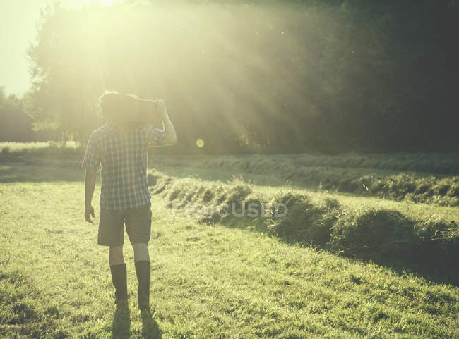 Rear sunlit view of male farmer carrying crate on shoulder in field, Vogogna,Verbania,Piemonte, Italy — Stock Photo
