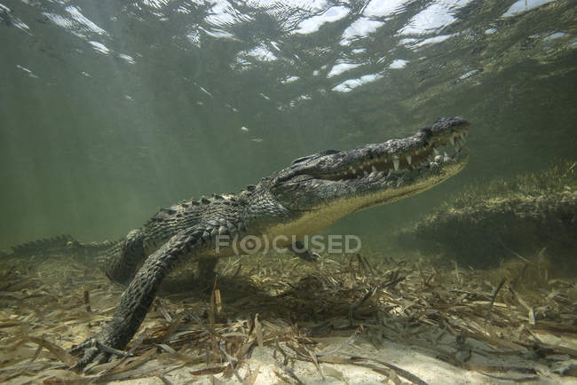 Crocodile américain dans les eaux peu profondes de l'atoll de Chinchorro, Mexique — Photo de stock