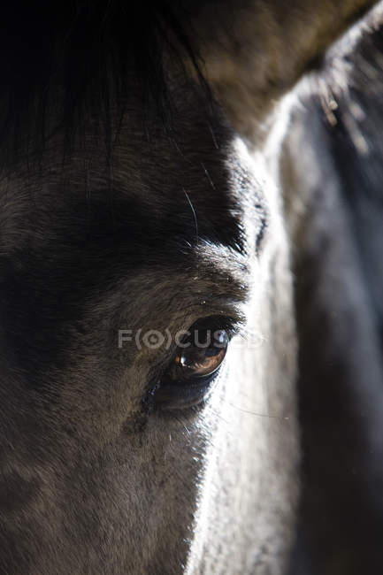 Primer plano de ojo de caballo, ceja y oreja - foto de stock