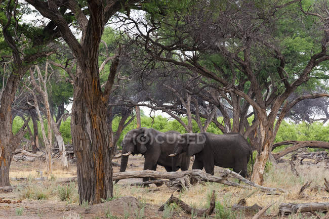 Deux éléphants marchant parmi les arbres, concession Khwai, delta de l'Okavango, Botswana — Photo de stock