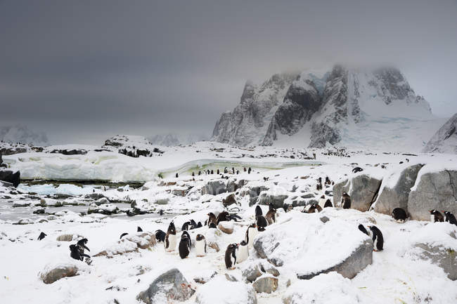 Gentoo penguin colony, Petermann Island, Antarctica — Stock Photo