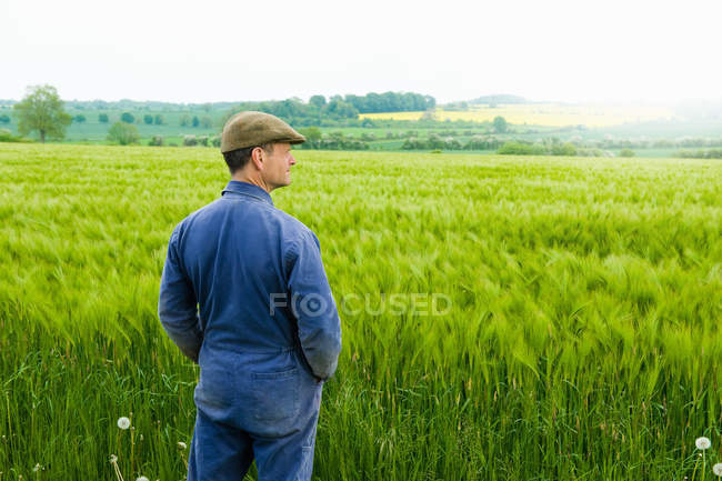 Vista trasera del agricultor mirando campo de cebada verde - foto de stock