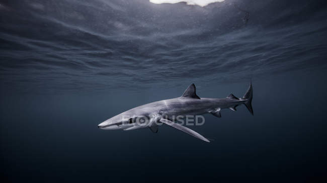 Блакитна акула плаває під водою — стокове фото