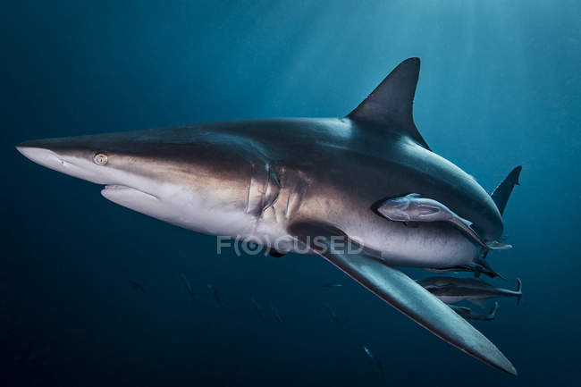 Океанічна чорна підв'язка акула, що плаває з невеликою рибою — стокове фото