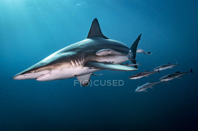Oceanic Blacktip Shark nadando perto da superfície do oceano, Aliwal Shoal, África do Sul — Fotografia de Stock