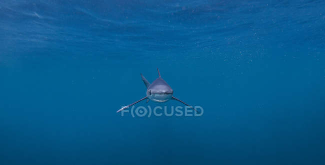 Blue Shark swimming under water — Stock Photo