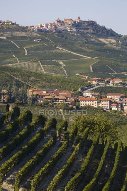 Vignobles, Barolo, Langhe, Piémont, Italie — Photo de stock