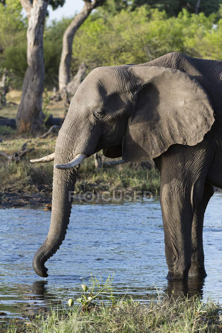 Elefante água potável no rio, concessão Khwai, Okavango delta, Botsuana — Fotografia de Stock
