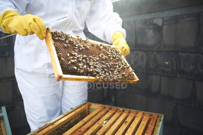 Beekeeper inspecting hive frame, mid section — Stock Photo