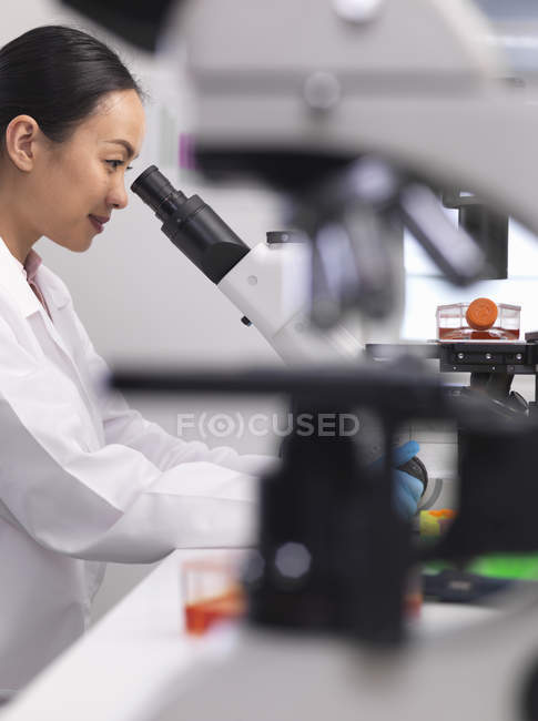Жінка-вчена вивчає клітинні культури, що ростуть у культурній банці, використовуючи перевернутий мікроскоп у лабораторії — стокове фото