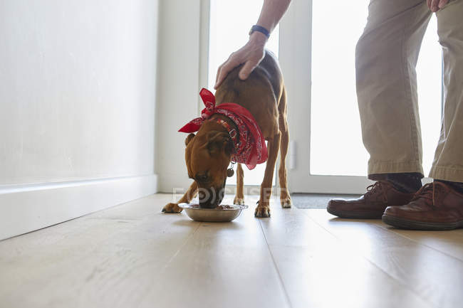 Uomo alimentazione cane a casa — Foto stock