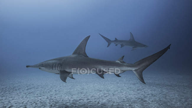 Underwater view of Great Hammerhead Sharks, Jupiter, Florida, USA — Stock Photo