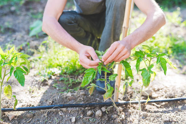 Tiro de hombre cultivado cuidando plantas en el jardín - foto de stock
