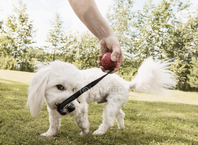 Котон де тулеар собака потягнувши собака іграшка від жінки в саду, Orivesi, Фінляндія — стокове фото