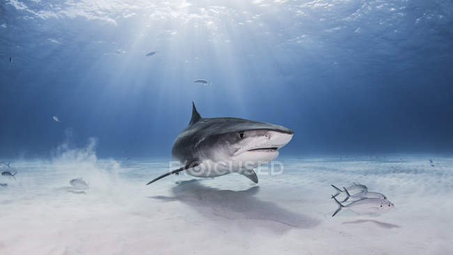 Tubarão tigre nadando com pequenos peixes debaixo d 'água — Fotografia de Stock