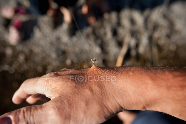 Close-up vista parcial do peixe ficar puxando a pele — Fotografia de Stock