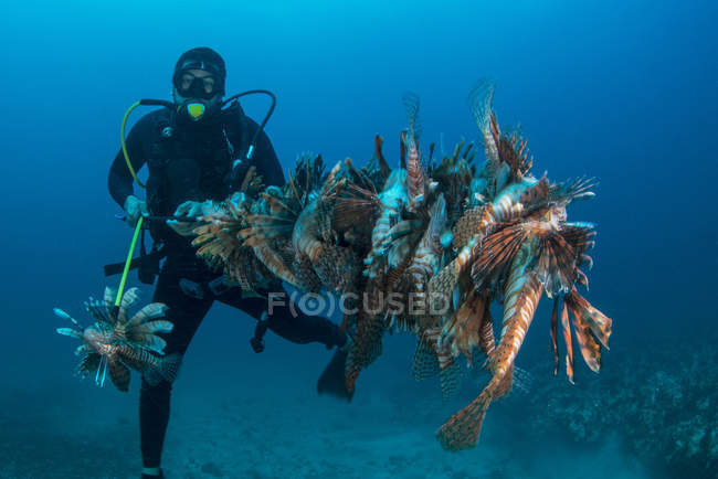 Diver recoge leones invasores del arrecife local - foto de stock