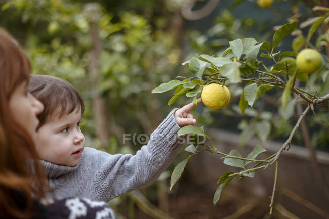 Mère et fille regardant les citrons sur l'arbre — Photo de stock