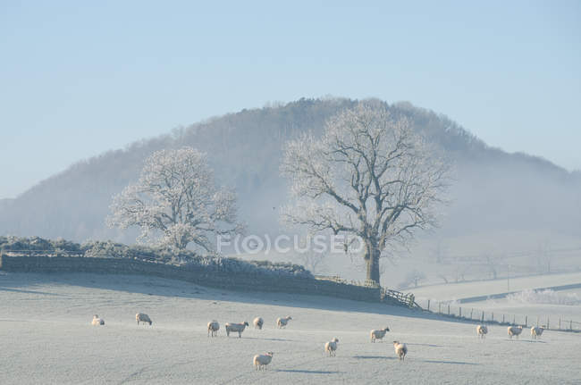 Стадо овец на морозном поле, Озерный край, Великобритания — стоковое фото