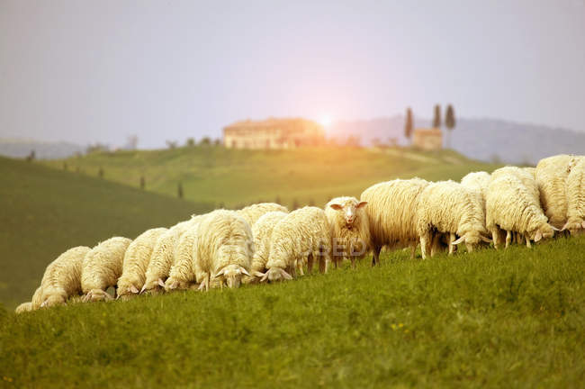 Mandria di pecore al pascolo sul campo, Val d'Orcia, Siena, Toscana, Italia — Foto stock