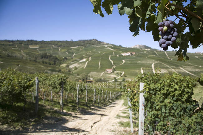 Vineyards, Nebbiolo, Langhe, Piedmont, Italy — Stock Photo