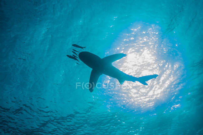 Requin blanc nageant avec de petits poissons, vue à faible angle — Photo de stock