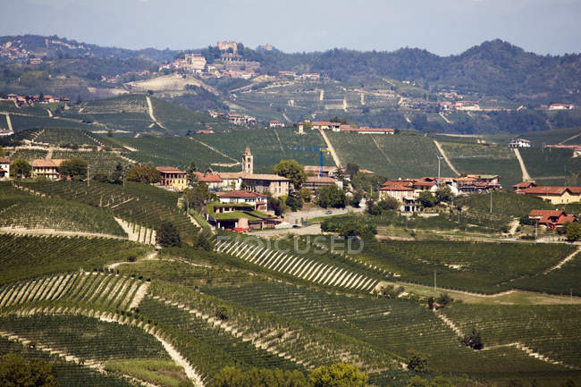 Vineyards, Nebbiolo, Langhe, Piémont, Italie — Photo de stock
