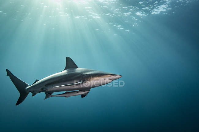 Oceanic Blacktip Shark swimming with small fish — Stock Photo