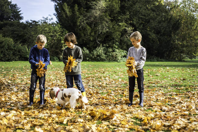 Три мальчика играют на свежем воздухе с собакой, собирают осенние листья — стоковое фото