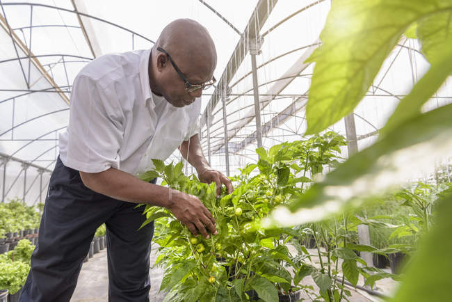 Manager inspiziert Paprika-Pflanze in Hydroponic Farm in Nevis, Westindien — Stockfoto